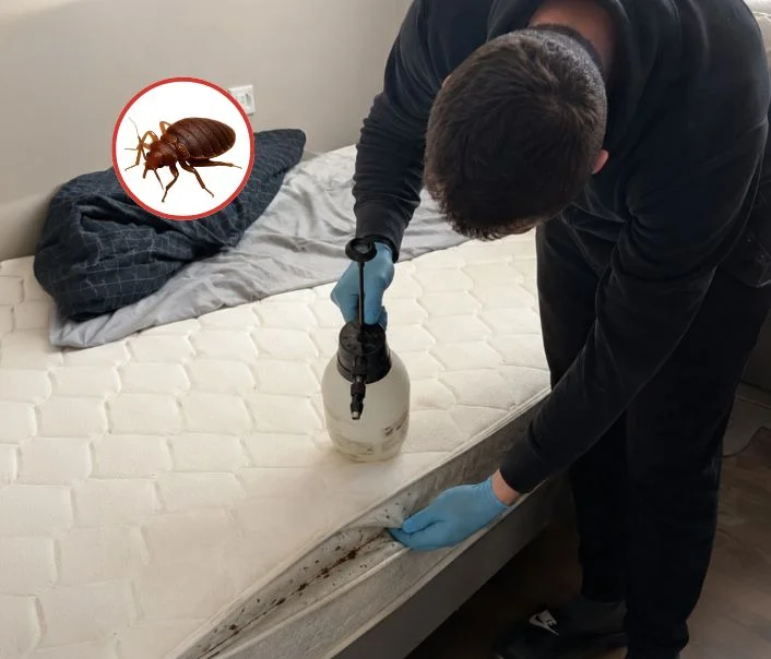 Technicien traitant un matelas contre les punaises de lit à Marines